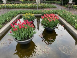 Apertura Festival 2024