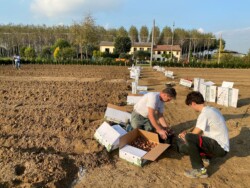 La semina dei bulbi