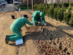 La semina dei bulbi