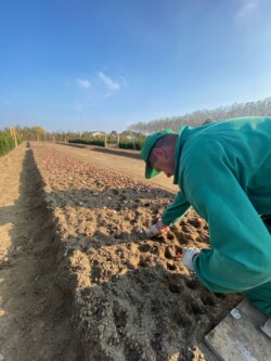 La semina dei bulbi