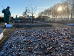 La semina dei bulbi