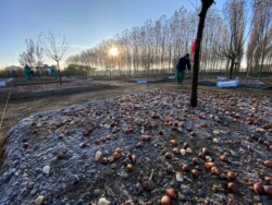 La semina dei bulbi