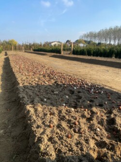 La semina dei bulbi