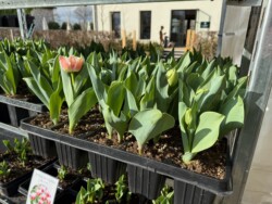 I nostri bulbi