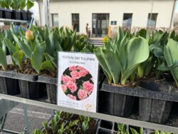 I nostri bulbi