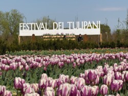 Il Festival 2025