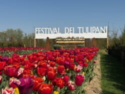 Il Festival 2025