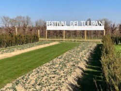 Il Festival 2025